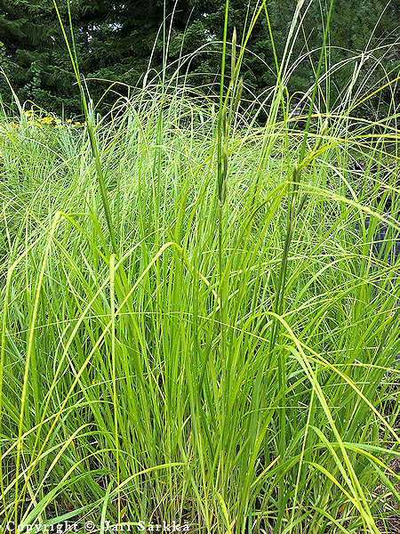 Spartina pectinata, marskihein